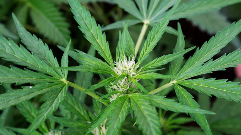 Alles, was Sie über Cannabis Samen wissen müssen